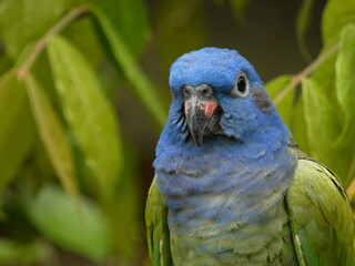 Blue-headed pionus (Pionus menstruus) - portrait of cute parrot with blue head and green wings, Ecuador