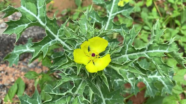 Argemone mexicana is a species of poppy found in Mexico and now widely naturalized in many parts of the world. Mexican prickly poppy plants with yellow flower