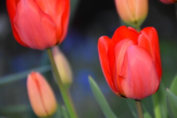 Red tulip close up