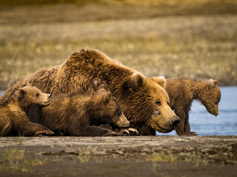 Fototapeta Mom with four cubs, Coastal Brown Bears (Ursus arctos horribilis) resting along Hallo Creek, Katmai National Park and Preserve, Alaska