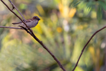 A sparrow singing on a thin branch. Bird lover. Species Passer domesticus. Animal world. Birdwatching.