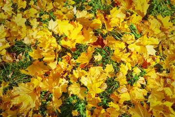 Naklejka na ściany i meble Yellow fallen maple leaves on the ground. Golden and beautiful fall. Autumn season. Top view.