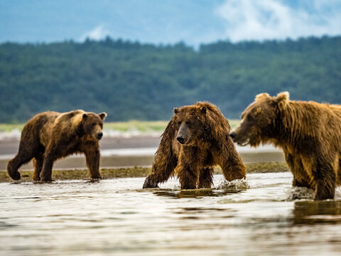 Coastal Brown Bears (Ursus arctos horribilis) fishing for salmon in tidal pool, mudflats at low tide in Hallo Bay, Katmai National Park and Preserve, Alaska