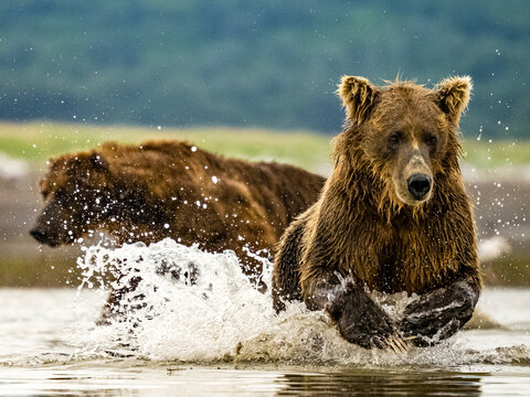 Coastal Brown Bears (Ursus arctos horribilis) fishing for salmon in tidal pool, mudflats at low tide in Hallo Bay, Katmai National Park and Preserve, Alaska