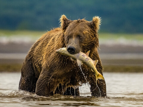 Coastal Brown Bear (Ursus arctos horribilis) fishing for salmon in tidal pool, mudflats at low tide in Hallo Bay, Katmai National Park and Preserve, Alaska