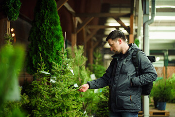 Naklejka na ściany i meble Young caucasian man chooses coniferous tree at Christmas market to decorate his home during the New Year holidays. Holiday shopping. Male buys a Christmas tree on an outside site in the evening.