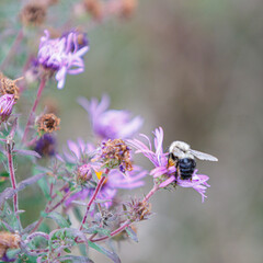 Bumblebee on flower