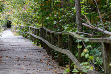Obraz premium Bridge into the dark woods