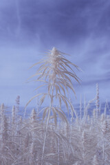 infrared photography - ir photo of a marijuana leafe on a cannabis farm - hemp field