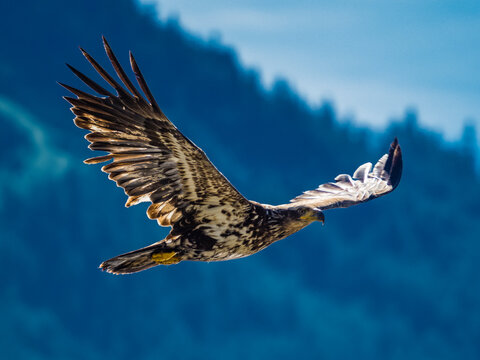 Young, immature Bald Eagle (Haliaeetus leucocephalus) in flight above Fish Creek in Juneau, Alaska's Inside Passage