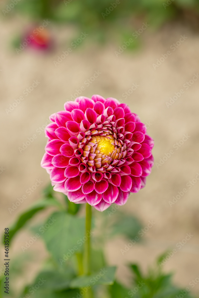 Sticker full blooming of dahlia (dahlia) in japan in autumn