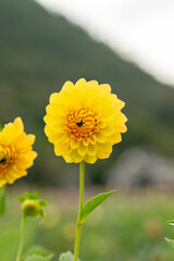 Full blooming of dahlia (Dahlia) in Japan in autumn