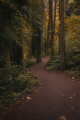 Winding forest hiking trail path through autumn woodland in the Pacific Northwest