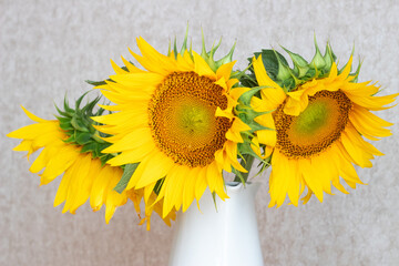 Sunflower Helianthus annuus close-up with copyspace. Sunflower seeds. Beautiful yellow sunflower petals