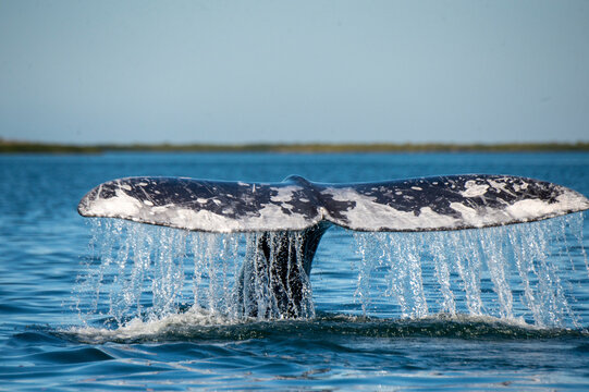 gray whale (Eschrichtius robustus) tail fluke