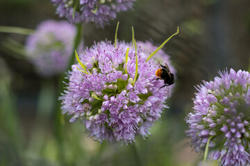 Garlic flower. Bumblebee collecting nectar on garlic flowers