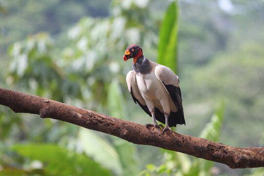 The king of the vultures in the rainforests of Costa Rica, Sarcoramphus papa.