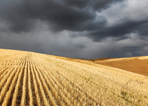A storm near Pullman, Washington over harvested wheat fields of golden stubble