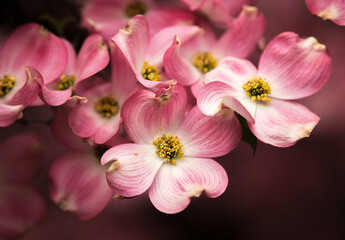 A pink flowering dogwood tree (Cornus florida) in southern Oregon