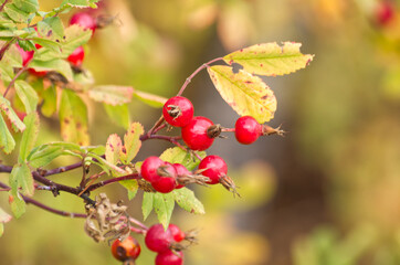 Rose Hips in the Autumn