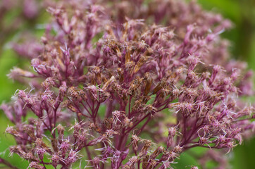 Pink Flowers in a Garden