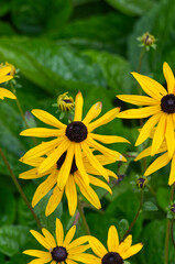 Black-Eyed Susans blooming in a Garden