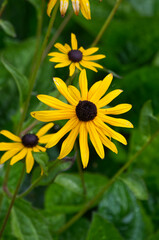 Black-Eyed Susans blooming in a Garden