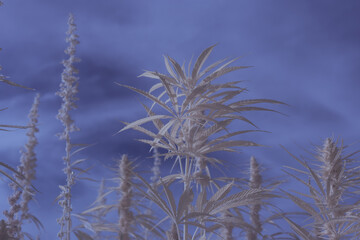 Naklejka premium infrared photography - ir photo of a marijuana leafe on a cannabis farm - hemp field