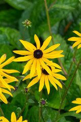Black-Eyed Susans blooming in a Garden
