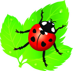Ladybug