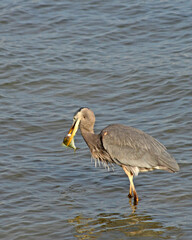 A Great Blue Heron makes a successful strike and gets a fish.