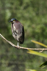 A Green Heron takes time off to rest on a branch.