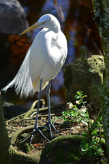 A Great Egret on the hunt in Florida