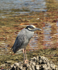 A crested Night Heron looks for pickings at low tide