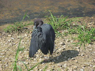 A little blue heron attends to it's feathers