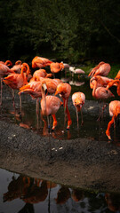 Vertical shot of flamingos in the zoo of Dresden