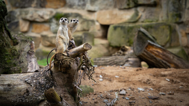 View of two cute suricates on a tree in the zoo of Dresden