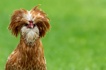  Closeup shot of a Padovana chicken in a green farmland © Cheryl Fleishman/Wirestock