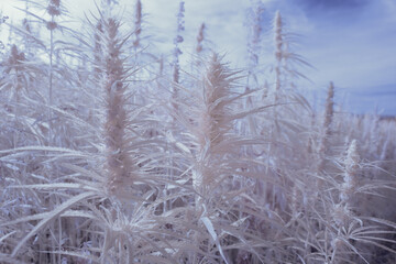 infrared photography - ir photo of a marijuana leafe on a cannabis farm - hemp field
