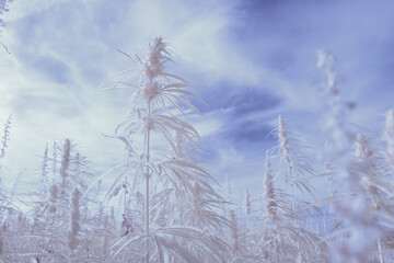 infrared photography - ir photo of a marijuana leafe on a cannabis farm - hemp field