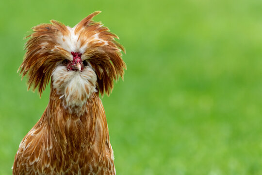 Closeup shot of a Padovana chicken in a green farmland
