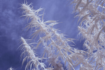 infrared photography - ir photo of a marijuana leafe on a cannabis farm - hemp field