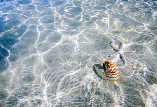 Nautilus Shell and Starfish in Tropical Water