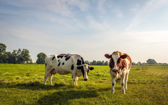 A red-and-white cow and a black-and-white cow stand side by side in a Dutch meadow while looking curiously at the photographer. The photo was taken at the end of the summer season.