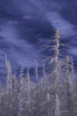 Obraz premium infrared photography - ir photo of a marijuana leafe on a cannabis farm - hemp field