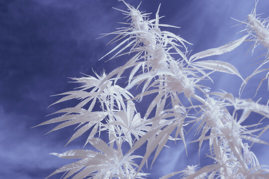 infrared photography - ir photo of a marijuana leafe on a cannabis farm - hemp field © klickit24