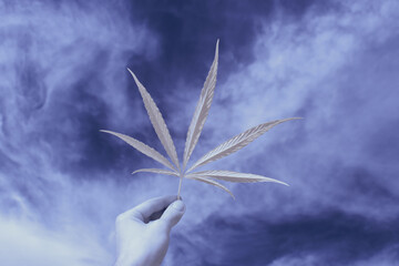 infrared photography - ir photo of a marijuana leafe on a cannabis farm - hemp field