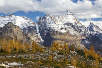 Scenic Autumn Landscape in British Columbia Yoho National Park with Golden Larches and Snow Covered Canadian Rocky Mountain Peaks on Skyline