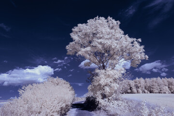 infrared photography - surreal ir photo of landscape with trees under cloudy sky - the art of our...