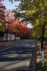 街路樹の紅葉する秋の朝の道・三色彩道